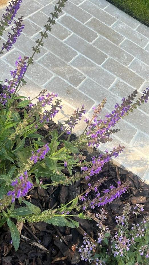 Dijon Limestone Honed Tumbled Cobbles - 200x100x40mm